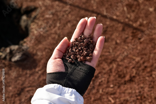 Obraz na plátně A person holding a handful of reddish-brown volcanic lapilli or lava gravel in their palm