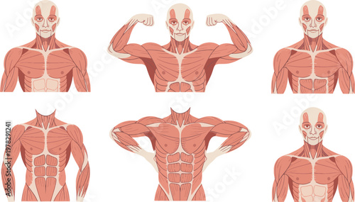 Muscles of the human torso are displayed in a comprehensive collection of anatomical illustrations showing various poses and upper body groups for educational purposes in medical textbooks.