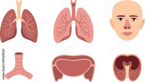 Respiratory system diagrams featuring lungs, bronchial structures, and a human face are arranged in a clean layout suitable for medical presentations and academic instruction on human anatomy.