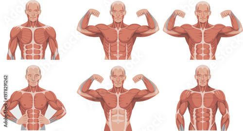 Muscular male torso figures demonstrate various upper body poses and flexed positions in this detailed anatomical illustration series created for fitness coaching and physical therapy reference.