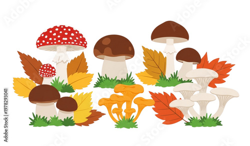 Flat vector illustration of forest mushrooms set edible and poisonous types