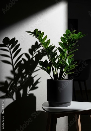 Beautiful Indoor Plant with Shadows in Contemporary Interior Setting