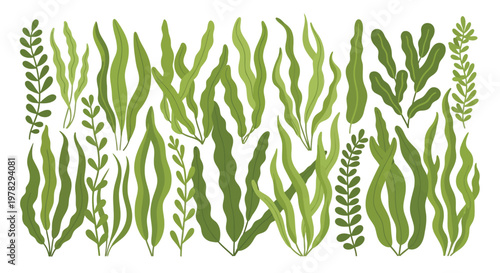 Various green seaweed vector illustration on a white background for design elements