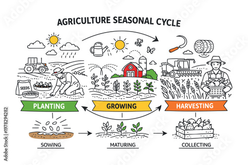Illustrated overview of the agriculture seasonal cycle from planting to harvesting