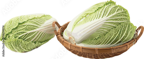 Napa cabbage halves in basket with fresh leafy texture, organic vegetable food vector illustration isolated on white background