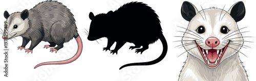 Opossum vector set featuring realistic ratlike marsupial, black silhouette and detailed face portrait isolated wildlife illustration collection