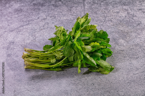Fresh bunch of green cilantro herb on a gray textured background