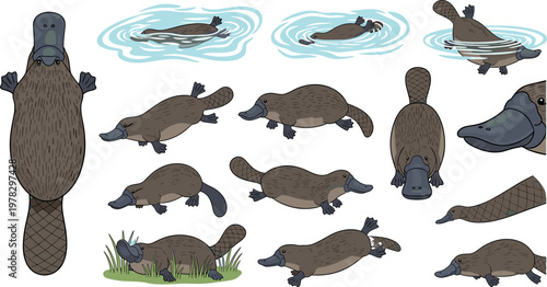 Platypus vector set featuring swimming and walking poses of duck billed mammal isolated wildlife animal illustration collection