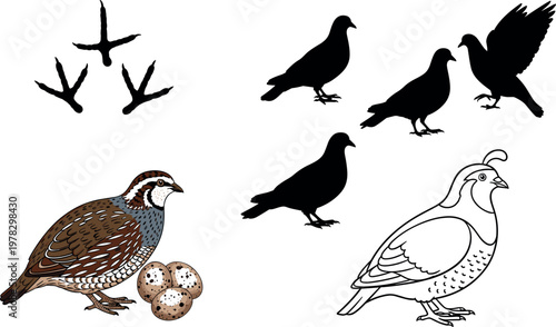 Quail bird vector set featuring footprints, silhouettes, detailed quail illustration and eggs isolated wildlife collection design