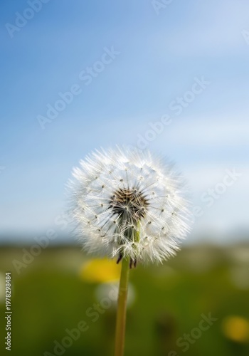 Close-Up Image of a Dandelion Seed Head Against a Blue Sky