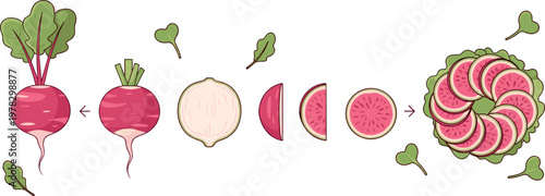 Radish preparation sequence from whole root to sliced salad, fresh organic vegetable food process vector illustration set