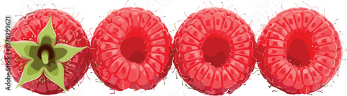 Raspberry fruit vector set featuring fresh red raspberries and detailed berry close up isolated sweet food illustration collection