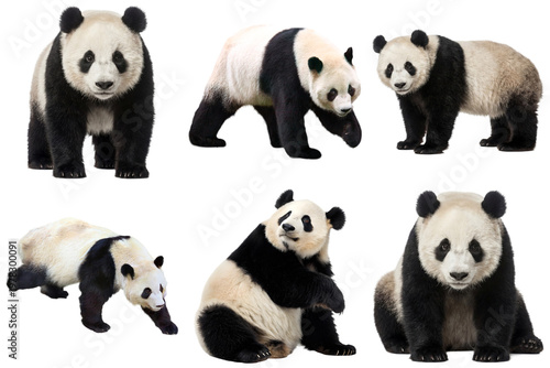 A collection of six adorable giant pandas in various poses, showcasing their iconic black and white fur patterns.