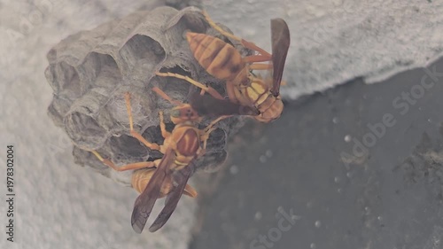 A close-up view of a wasp building its nest showcasing intricate details of the nest and the wasps body structure