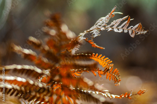 Automne dans la forêt des Landes de Gascogne