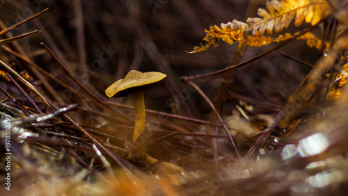 Automne dans la forêt des Landes de Gascogne