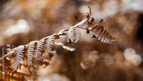 Automne dans la forêt des Landes de Gascogne