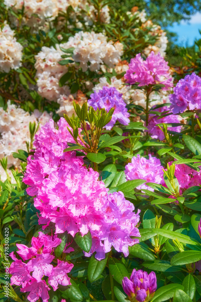 Obraz premium Plants, environment and garden with flowers in backyard for bloom, nature and spring season. Sustainability, botany and ecology with rhododendron outdoors for ecosystem, floral blossom and foliage