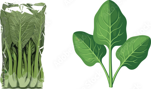 Spinach vector illustration featuring fresh leafy greens and packaged spinach bunch isolated healthy vegetable food design element