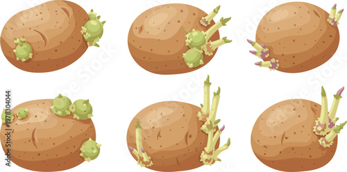Sprouting potato vector set featuring growing roots and shoots from whole potatoes isolated agriculture and gardening illustration collection