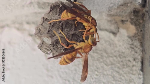 A close-up view of a wasp building its nest showcasing intricate details of the nest and the wasps body structure