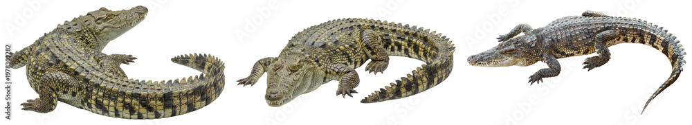 Fototapeta premium Three crocodiles in a dynamic photography collection, showcasing different active and resting poses on a transparent.