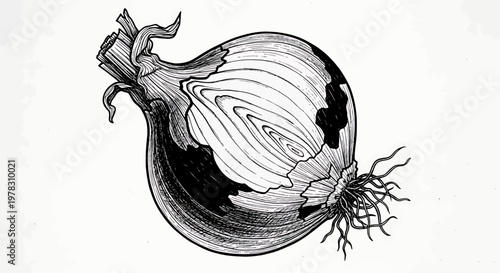 Hand drawn onion illustration, vintage style onion sketch, botanical vegetable drawing
