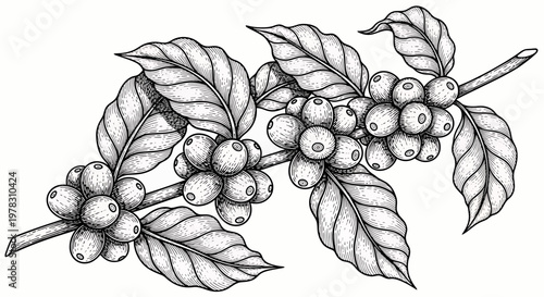 Coffee branch with coffee beans and leaves, hand drawn illustration