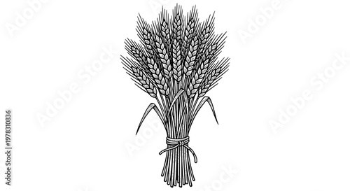 Hand drawn wheat sheaf vector illustration of cereal crops in vintage style