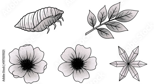 Set of handdrawn elements including a pupa, a leafy branch, two flowers, and a geometric crystal star