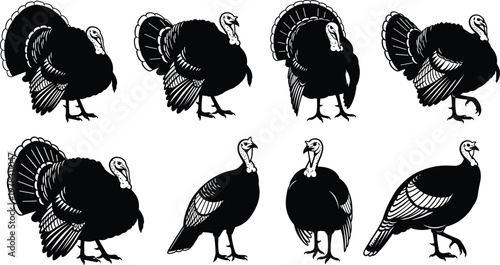 Collection of black and white turkey silhouettes in various poses with detailed feather designs, representing wildlife birds, farm animals, nature artwork, and festive illustration concepts
