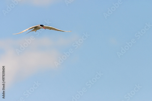 Common tern (Sterna hirundo) flying.