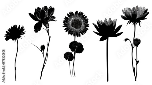 Set of Different Flower Silhouettes Featuring Daisy, Sunflower, and Tulip for Floral Design