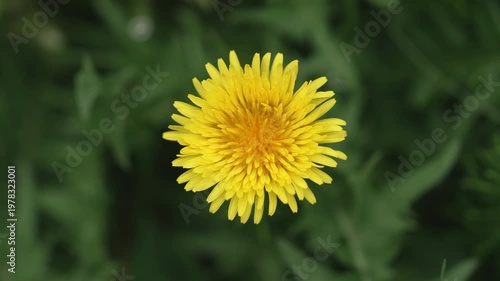 春に咲く花々　美しく風に揺れる