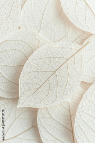 Delicate Composition of White Skeleton Leaves on a Textured Background, Elegant Natural Pattern Art