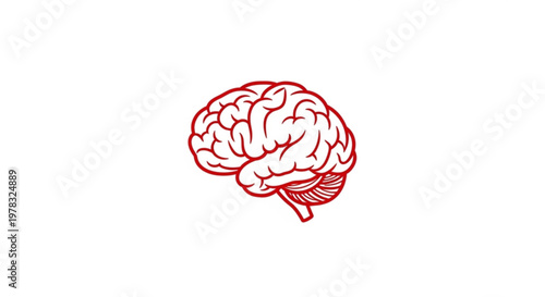 Detailed red anatomical brain illustration on white background