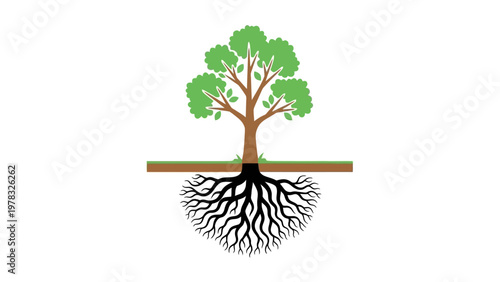 Tree with deep roots on white background