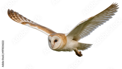 Cuadro en lienzo Barn owl with outstretched wings flying, isolated on transparent background