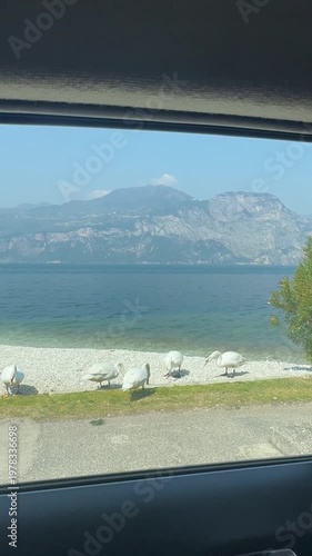 Group of swans swimming gracefully on a calm lake, capturing a peaceful and natural wildlife scene.