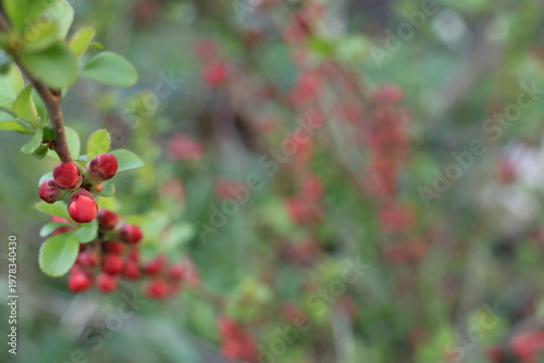 chaenomeles japonica