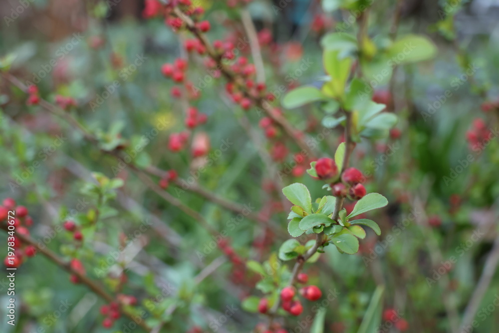 Obraz premium chaenomeles japonica