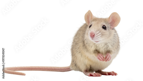 Φωτογραφία Small fluffy mouse with long tail sitting attentively, isolated on transparent b