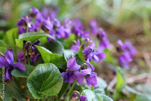 Viola odorata