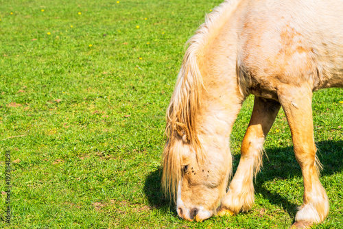 Close up of a beautiful white pony grazing in a field