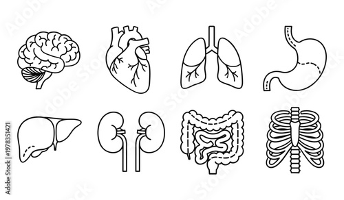 Black and white of human organs including brain heart lungs stomach liver kidneys intestines and ribcage