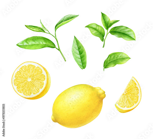 Green tea leaves and lemon fruit watercolor hand drawn illustration
