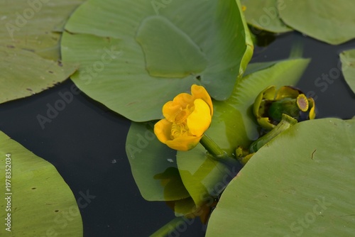 Bright Yellow Water Lily Flower Blooming on Green Lily Pads