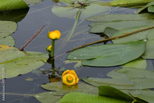 Bright Yellow Water Lily Flower Blooming on Green Lily Pads