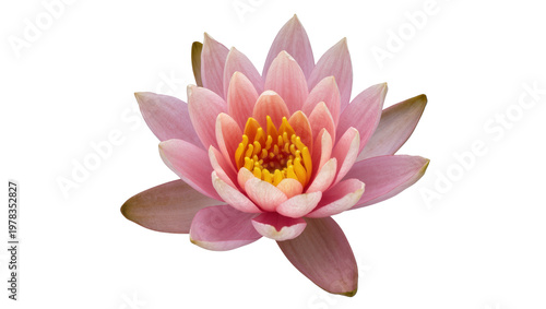 фотографія Delicate pink water lily flower with yellow center, isolated on transparent back