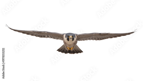 Photos Peregrine falcon with wings spread wide, flying forward isolated on transparent